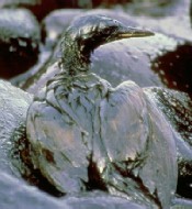 oil soaked bird