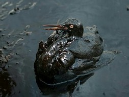 oil soaked bird