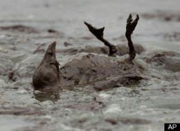 oil soaked bird