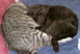 cats