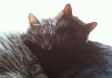 cats