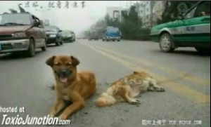 Dog Mourns Mate