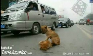 Dog Mourns Mate