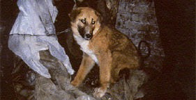 Dog Fur