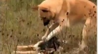 Dog Mourns Mate