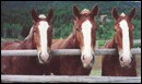 horses