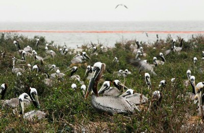 pelicans